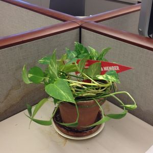 Meet your Posher, Joselyn